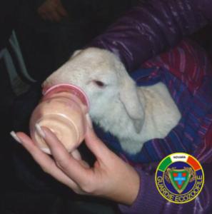 L'agnellino ritrovato nella campagna vicino a Galliate